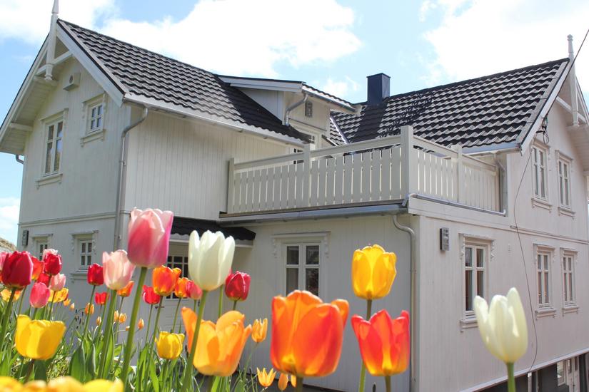 Tulips behind villa væreiergården