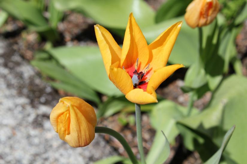 beautiful orange botanical tulip